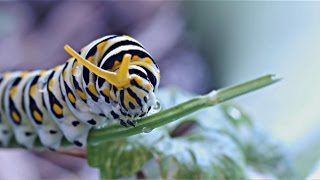 Black Swallowtail Caterpillar [upl. by Muriel600]