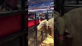 Day in the life of a PBR Bucking Bull [upl. by Asiulana]