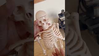 Anatomy of rib cage Ribcage skeleton anatomy medical doctor [upl. by Deedee]