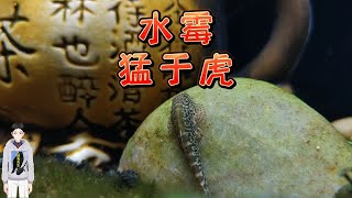 【鸫龟先生】自来水中有小瓜虫吗？让鱼生白点病的小瓜虫都是外来户，鱼缸水霉猛于虎。秋冬低温期鱼缸观赏鱼白点产生原因，鱼长白毛水霉病的原因和治疗方法，古法养鱼视频 [upl. by Nwahsram]