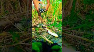 Amazing World Biggest Rav Fish Fishing🐠🐠🐟🐟Short ViralTrandingFunny [upl. by Emelun]