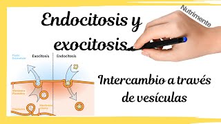 ENDOCITOSIS Y EXOCITOSIS Intercambios a través de vesículas [upl. by Aluor445]