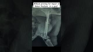 Stack pinning for repair of femur fracture in a goat [upl. by Nilre416]