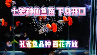 七彩神仙鱼苗下身开口丰年虾，孔雀鱼品种百花齐放 [upl. by Kirit]