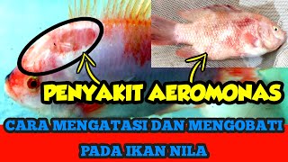 Pengobatan Ikan Nila Terkena Penyakit Aeromonas [upl. by Meluhs]