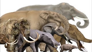 The Evolution of Elephants Mammoths and Mastodons  Proboscidean Family Tree [upl. by Alag]