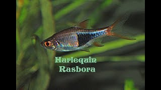 Harlequin rasbora  Trigonostigma heteromorpha  Species Profile [upl. by Philana]