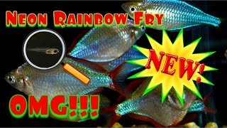 Dwarf Neon Rainbow Fish Fry Praecox Ranbowfish [upl. by Citron]