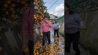 gareeb santre wala 🍊shorts viral ytshorts [upl. by Nefets800]