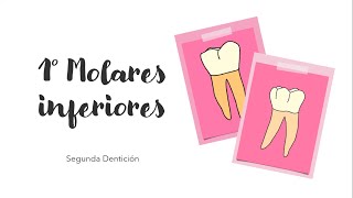 1º MOLARES INFERIORES  ANATOMÍA SEGUNDA DENTICIÓN [upl. by Paula299]