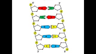 Aufbau der DNA [upl. by Bernelle]