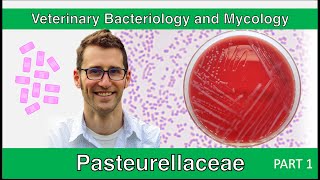 Pasteurellaceae Part 1  Veterinary Bacteriology and Mycology [upl. by Aitas]