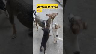 Puppies Happiness puppielove doglover short shortsvideo [upl. by Renita636]