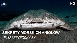 Sekrety morskich aniołów  Film przyrodniczy  Film dokumentalny lektor pl  Morskie potwory filmy [upl. by Tnelc761]