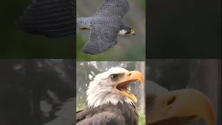 eagle vs peregrine falcon competition  😱  shorts factshorts eagle falcon [upl. by Llerrehs846]