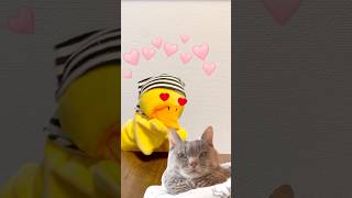 POV You see a random cat 🥰😻 shorts comedy [upl. by Haduj]