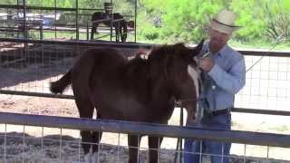 Halter breaking Grady Puffin  Dale Fredricks Horse Training [upl. by Burroughs]