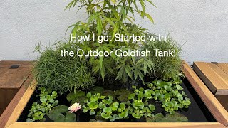 How I Got Started with The Outdoor GoldFish Tank [upl. by Ellenij647]