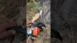 What to do when chainsaws chain Trapped in tree treefallingtreecuttingskills treefelling stihl [upl. by Calore]