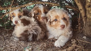 Playful Aussie Puppies  Getting Excited to Welcome More In 2021 shorts [upl. by Klecka]