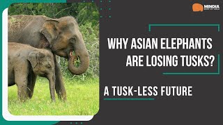 A TuskLess Future  Why Asian Elephants Are Losing Tusks [upl. by Atnaloj184]