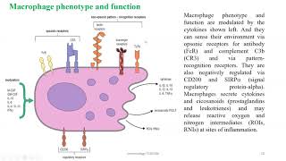 chapter 7 Mononuclear Phagocytes in Immune Defense [upl. by Giffy]