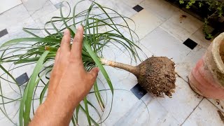 Ponytail palm care indoor How to care Nolina palm tree Elephant foot palm shampysgarden [upl. by Kirt616]