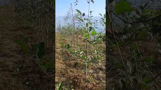 HDP apple Orchard tall spindle canopyapples orchard plants [upl. by Michey]