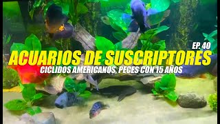 Acuarios de Licenciados  Ep 40 [upl. by Asaph109]