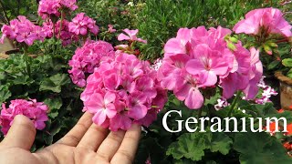 Geranium Plant  Geranium Flower Plant Care  How To Grow Geraniums in Pots [upl. by Frodina]