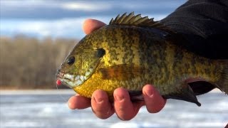 Ice Big Bluegills with Plastics  quotInDepth Outdoorsquot Season 7 Episode 3 [upl. by Ahtael]