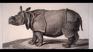 Le rhinocéros de Louis XV [upl. by Esidarap]