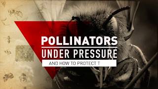 Pollinators Under Pressure [upl. by Oleusnoc]