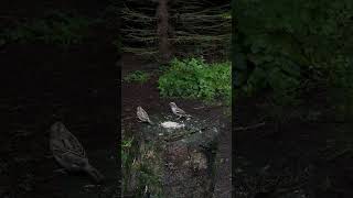 Forest Feast House Sparrow and Nuthatch [upl. by Cohen]