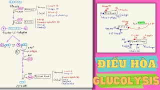 Bài 6 Chuyển hóa glucid Điều hòa quá trình đường phân [upl. by Nuahsad148]