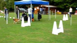 Flyball le 10102009 à Saulx [upl. by Reeher900]