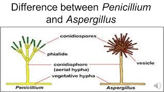 DIFFERENCE BETWEEN PENICILLIUM AND ASPERGILUS [upl. by Rosario]