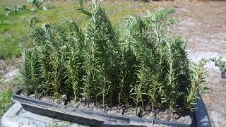 How to grow ROSEMARY from CUTTINGS [upl. by Earleen145]