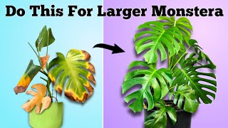 How to Set Your Monstera For Success  Monstera Deliciosa Plant Care [upl. by Jd]