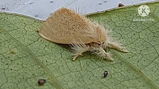 TUSSOCK MOTHS family [upl. by Enala625]