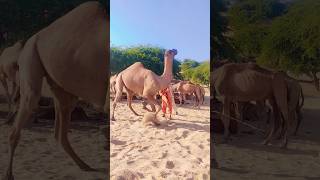 Danger camel movement jungle comedy wildlife village vlog nature entertainment shorts fun [upl. by Keller]