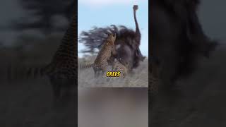 Leopardo 🆚 avestruz wildife animalessalvajes [upl. by Wilek]