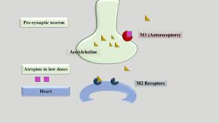 Biphasic Response of Atropine on Heart [upl. by Phemia]