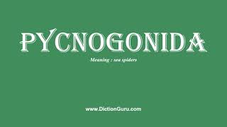 pycnogonida Pronounce pycnogonida with Meaning Phonetic Synonyms and Sentence Examples [upl. by Arimaj903]