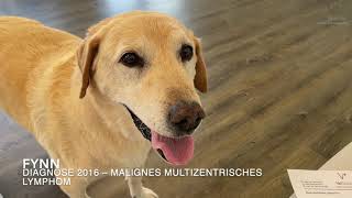 Patientenbesitzer Interview Malignes multizentrisches Lymphom beim Hund [upl. by Ahtnama]