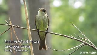 A sample of the Flycatchers of South Carolina [upl. by Brasca]