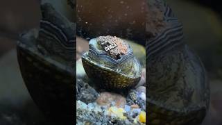 Caracol Neritina ¿En Problemas 🐚😮 pezbetta fishtank fishaquarium pez guppyaquarium aquarium [upl. by Aicinoid3]