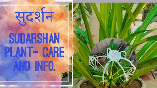 sudarshan crinum GoGreen ऐसी खुशबू जो रूह तक उतर जाए Sudarshan pant Care amp Grow [upl. by Dougall]