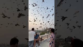 1700 Kabootaro ka shok kabootar pigeon birds shortfeed short shorts youtubeshorts [upl. by Baudoin585]