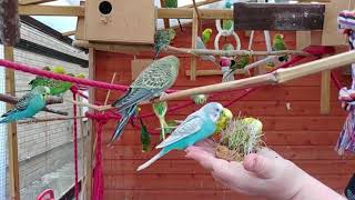 2 hours of Budgies Singing Playing in their Aviary [upl. by Suiradal]